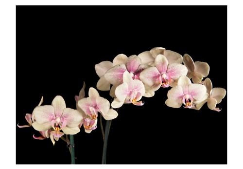 Fototapeta - Blooming orchid