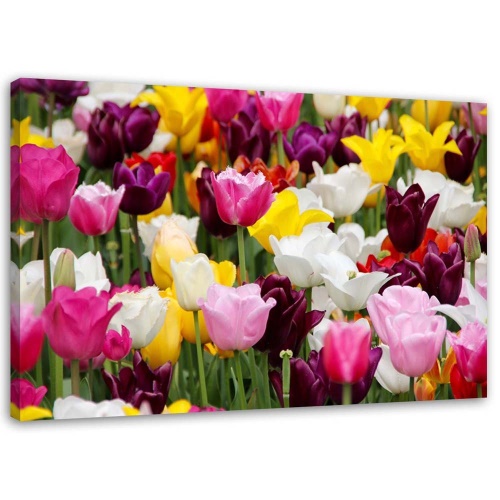 Obraz na plátně Barevné tulipány Luční květiny