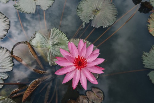 Tapeta začarovaný lotosový květ