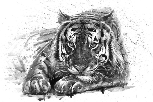 Tapeta tygr v černobílém provedení
