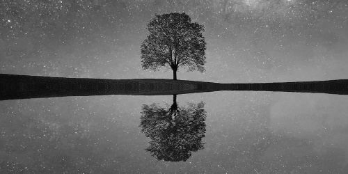 Obraz hvězdná obloha nad osamělým stromem v černobílém provedení