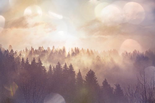 Samolepící fototapeta mlha nad lesem
