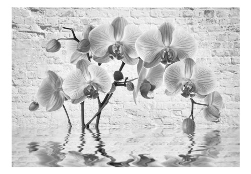 Fototapeta - Orchid in Shades of Gray