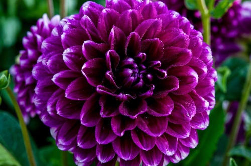 Tapeta překrásný fialový květ
