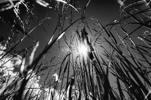Samolepící fototapeta černobílá polní tráva