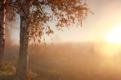 Samolepící fototapeta mlhavý podzimní les