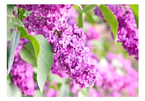 Fototapeta - Lilac flowers