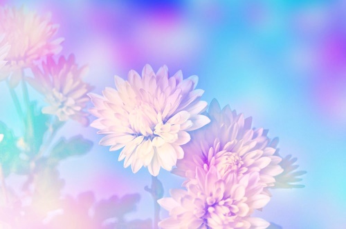 Tapeta nádherné květy chryzantémy