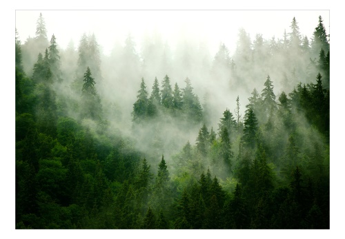 Fototapeta - Mountain Forest (Green)