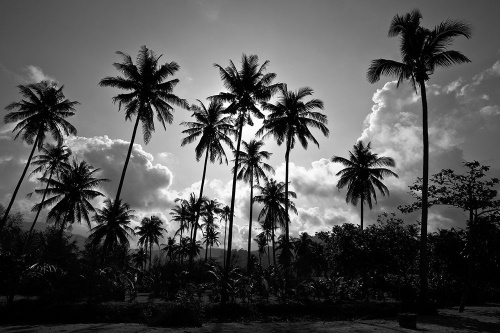Tapeta kokosové palmy v černobílém