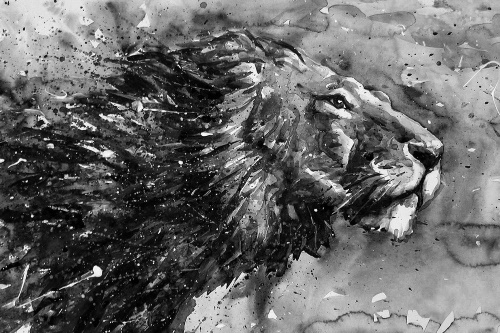 Tapeta lev v černobílém akvarelu