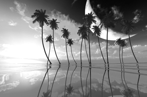 Tapeta palmy s měsícem černobílé