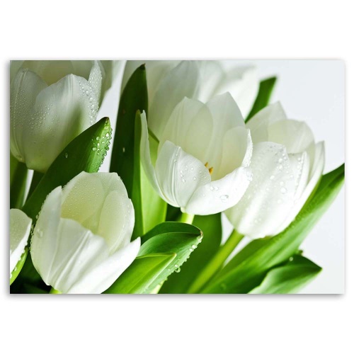 Obraz na plátně Tulipány Bílý květ