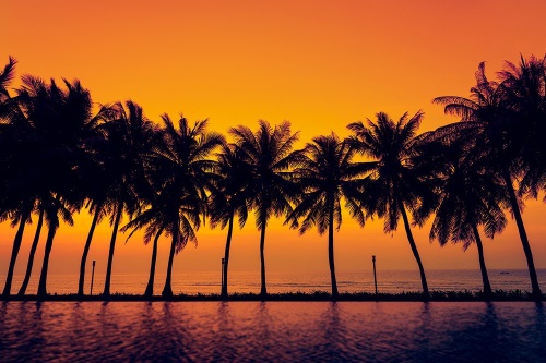 Samolepící tapeta západ slunce nad palmami