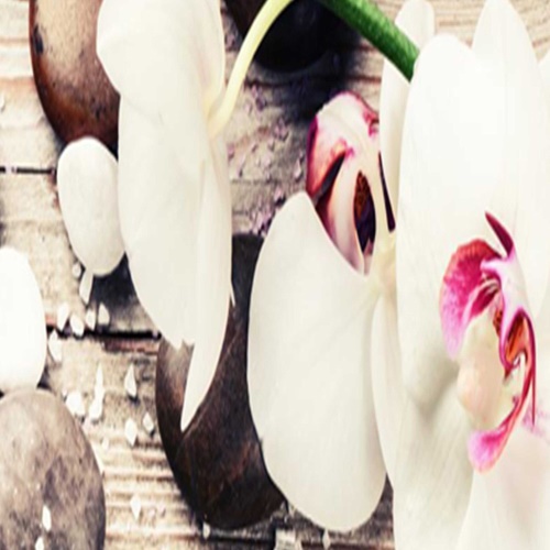 Ozdobný paraván Bílé sedmikrásky květy