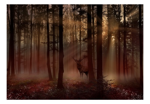 Fototapeta - Mystical Forest - First Variant