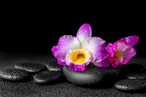 Samolepící fototapeta orchidej na Zen kamenech