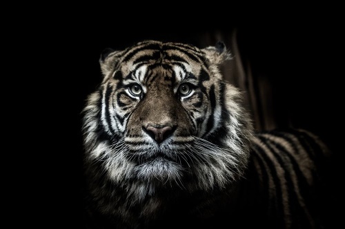 Tapeta tygr na černém pozadí