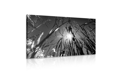 Obraz polní tráva v černobílém provedení