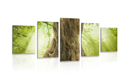 5-dílný obraz kořen stromu
