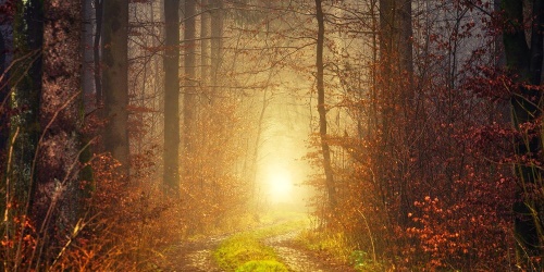 Obraz světlo v lese