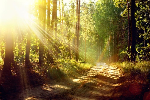 Fototapeta sluneční paprsky v lese