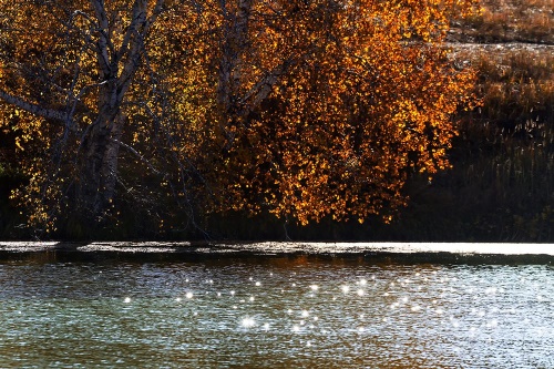 Samolepící fototapeta odraz listí v jezeře