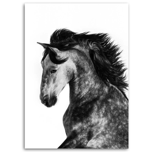 Obraz na plátně Kůň Zvířata Galloping