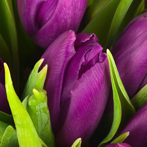 Ozdobný paraván Fialové tulipány