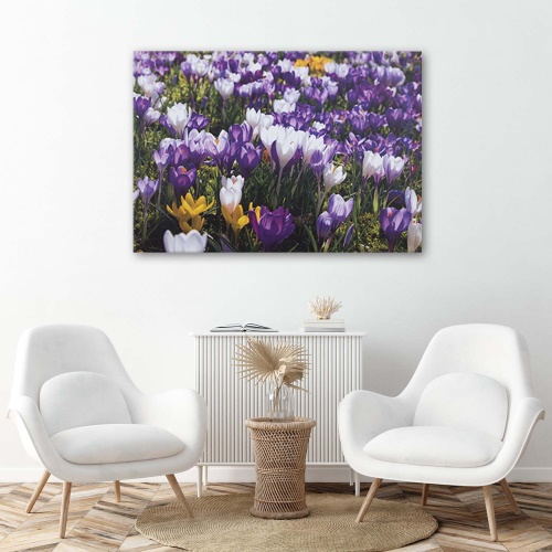 Obraz na plátně Květy krokusů Louka Příroda