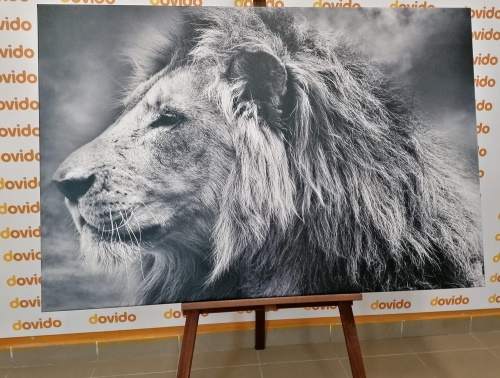 Obraz africký lev v černobílém provedení
