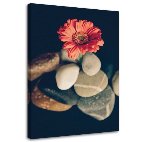 Obraz na plátně Gerbera Květinové zenové kameny