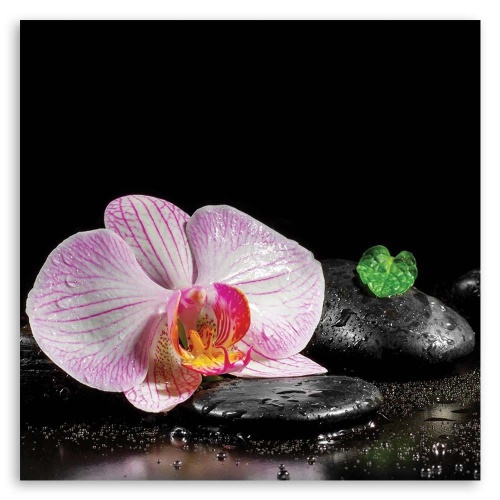 Obraz na plátně Zenová orchidej Květina
