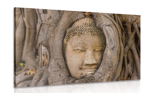 Obraz Budhů posvátný fíkovník