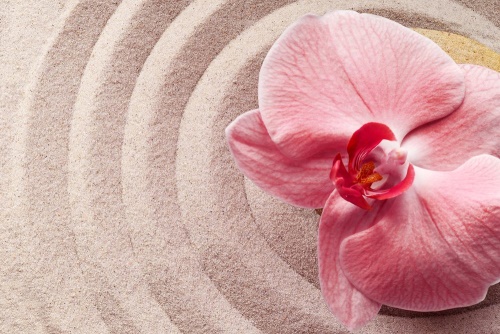 Obraz mořský písek a růžová orchidej