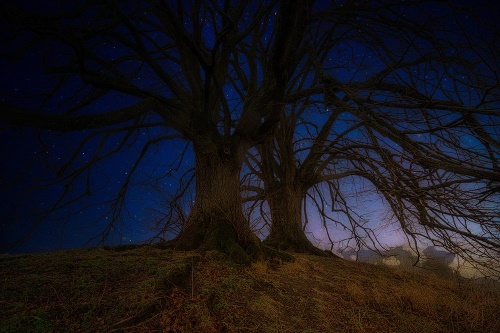 Tapeta stromy v noční krajině