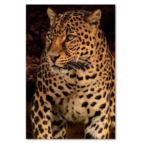 Obraz na plátně Leopardí zvířata Příroda