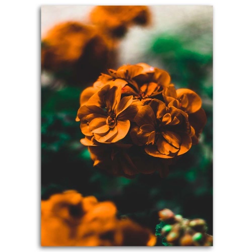 Obraz na plátně Rostlina s pomerančovým květem