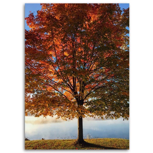 Obraz na plátně Strom Podzimní listí