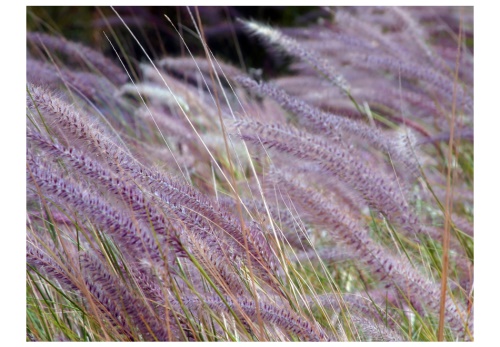 Fototapeta - Green field and purple flowers