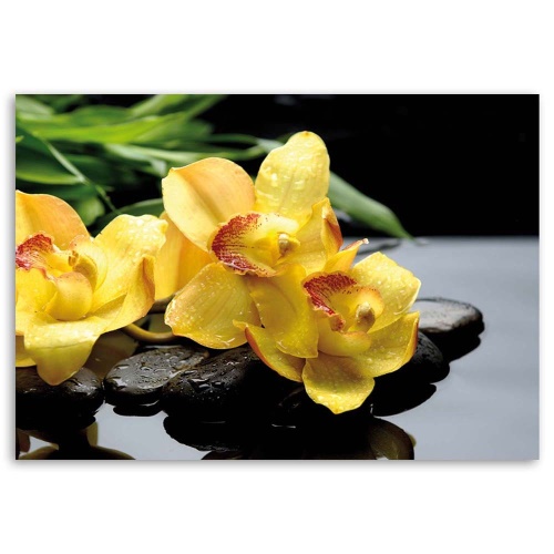 Obraz na plátně Orchidej žlutá květina