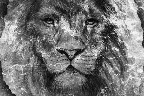 Obraz tvář lva v černobílém provedení