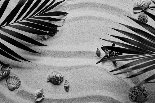 Samolepící fototapeta černobílé mušle pod palmovými listy