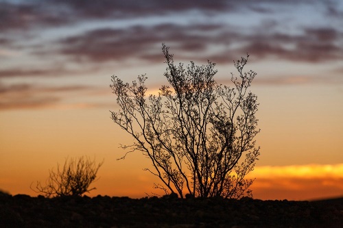 Samolepící fototapeta větvičky v západu slunce