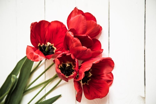 Tapeta překrásné červené tulipány