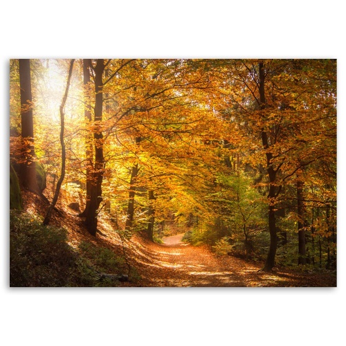 Obraz na plátně Les Podzimní krajina Příroda