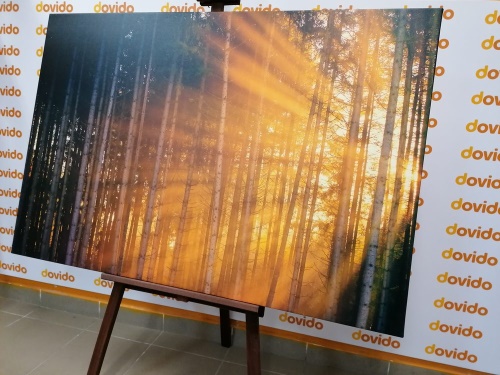 Obraz slunce za stromem