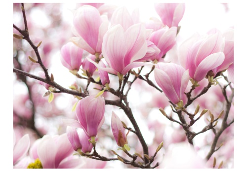 Fototapeta - Magnolia bloosom