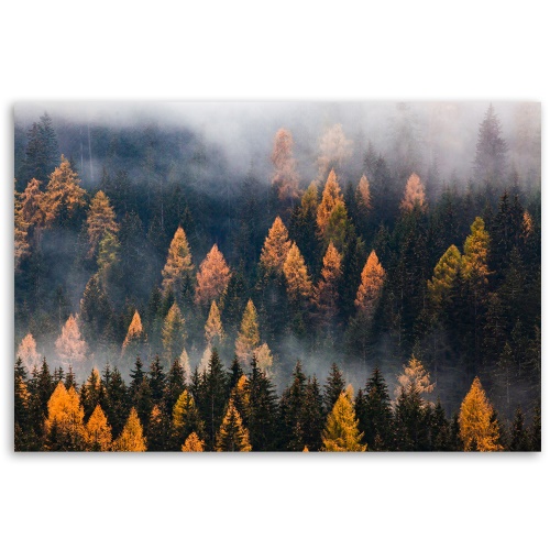 Obraz na plátně, Podzimní stromy