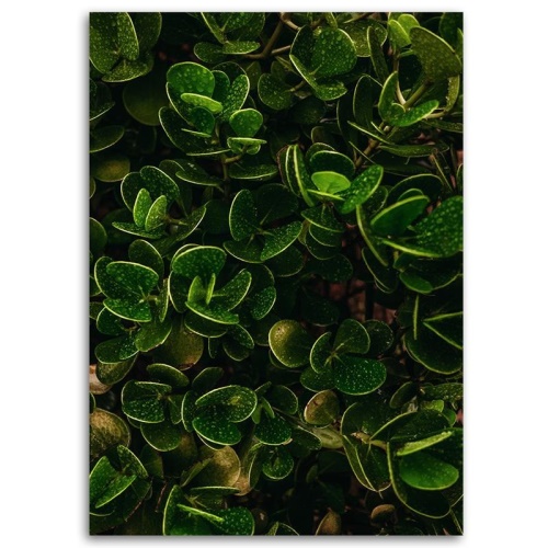 Obraz na plátně Exotické zelené listy